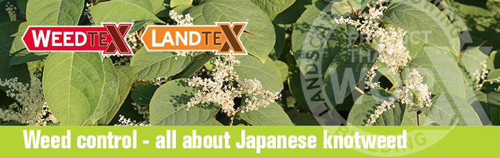 Weed control – all about Japanese knotweed