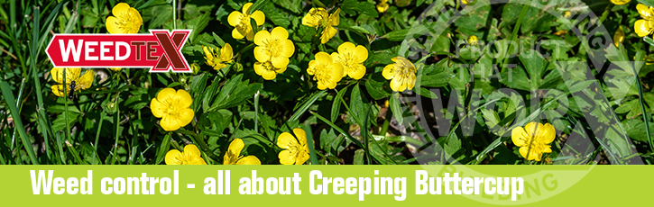 Weed control – all about creeping buttercup